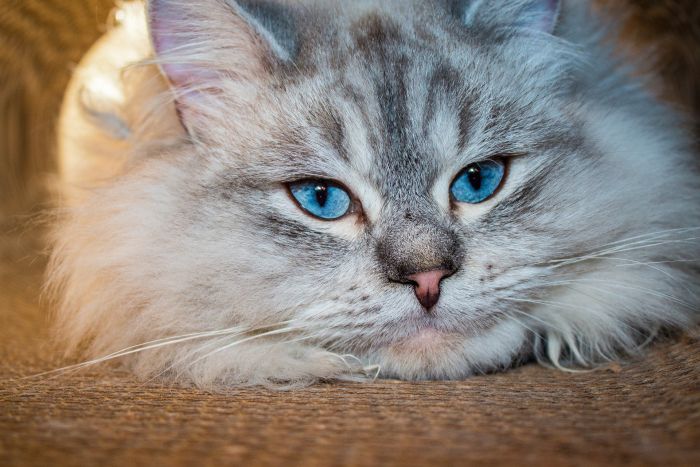 Neva masquarade Katze