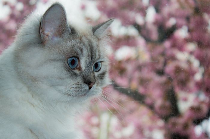 Neva masquarade Kitten