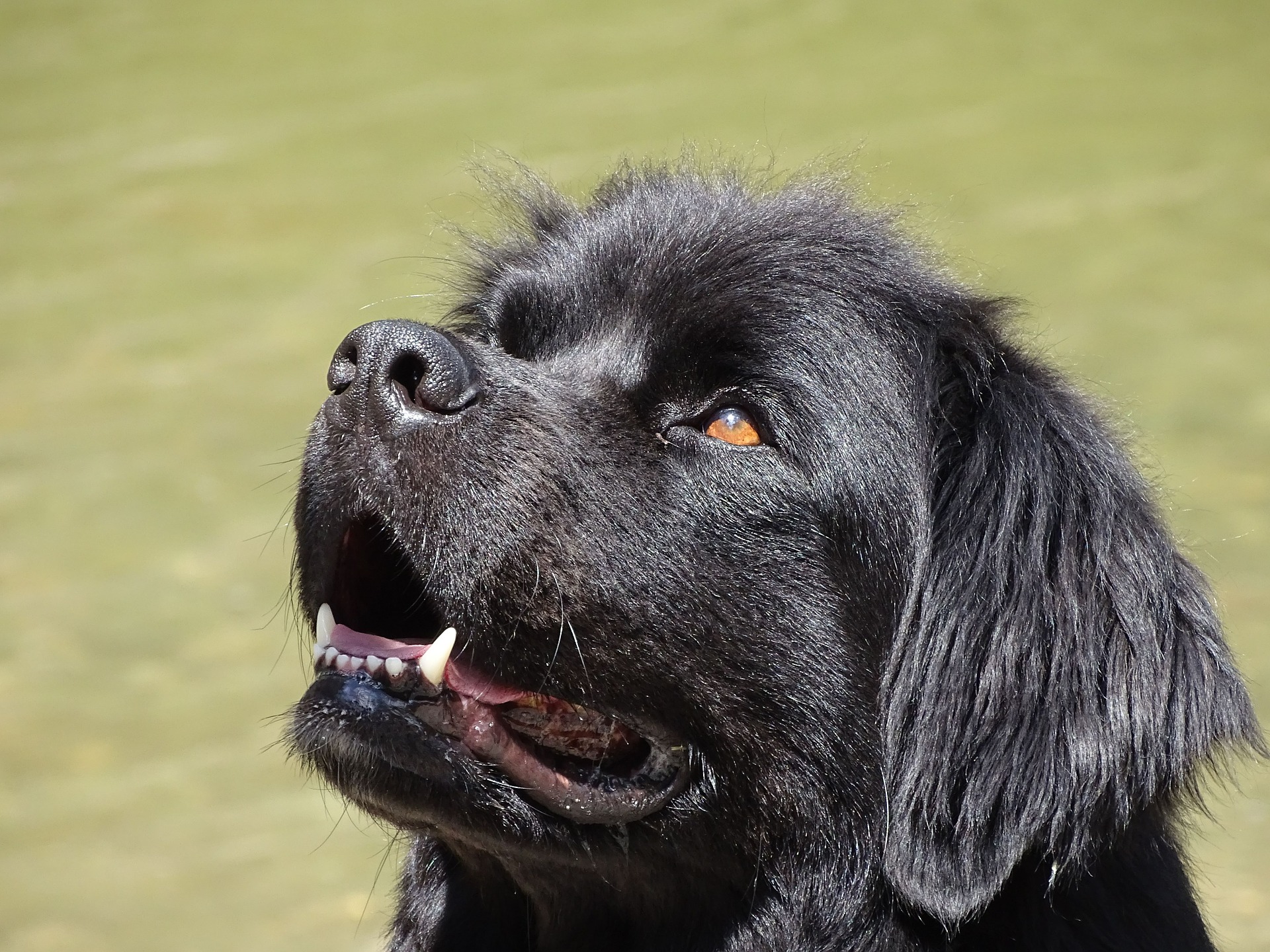 Neufundländer gehören zu den großen Rassen, erwachsene Hunde können bis zu 70 - 80 kg Körpergewicht erreichen.
