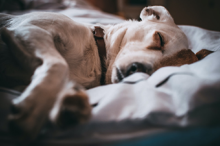 Der Hund schläft im Bett.
