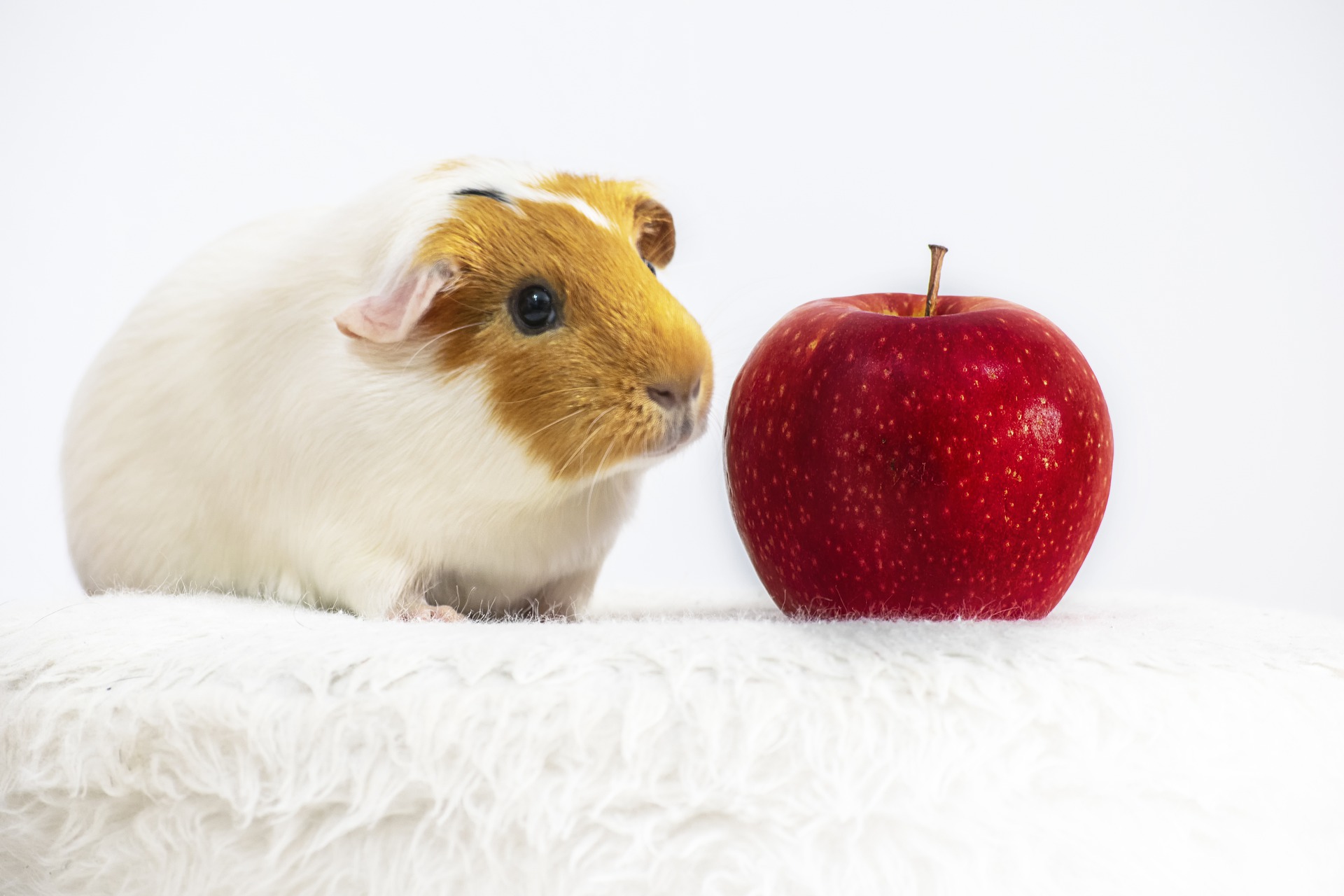 Die Ernährung von Meerschweinchen sollte reich an Vitamin C-reichen Lebensmitteln sein, da der Körper des Tieres diese nicht selbst produzieren kann.