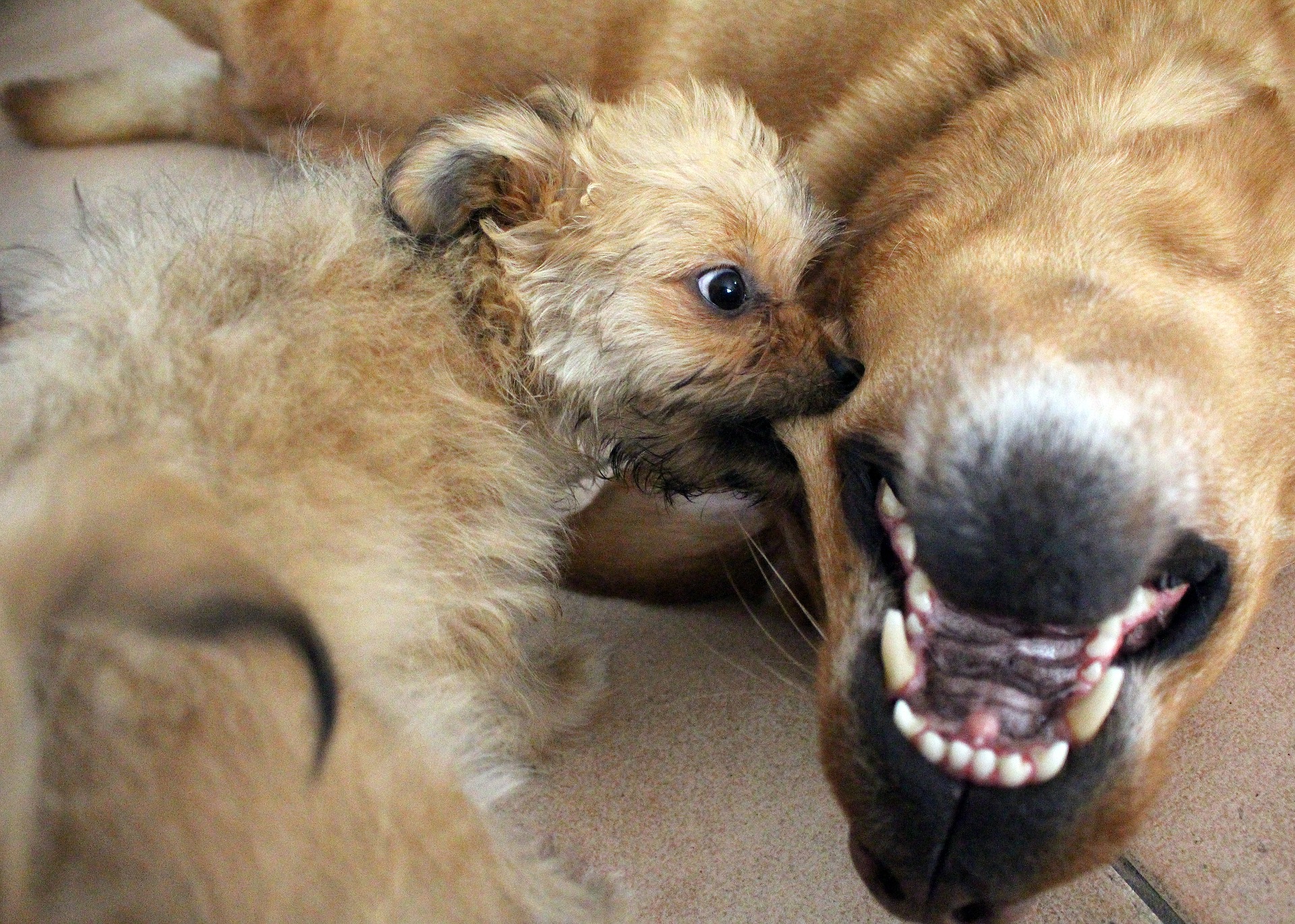 Ein Hundehotel kann ein Quartier oder ein typisches Heimhotel sein. Letzteres ist eher für einen sehnsüchtigen und liebevollen Hund geeignet.