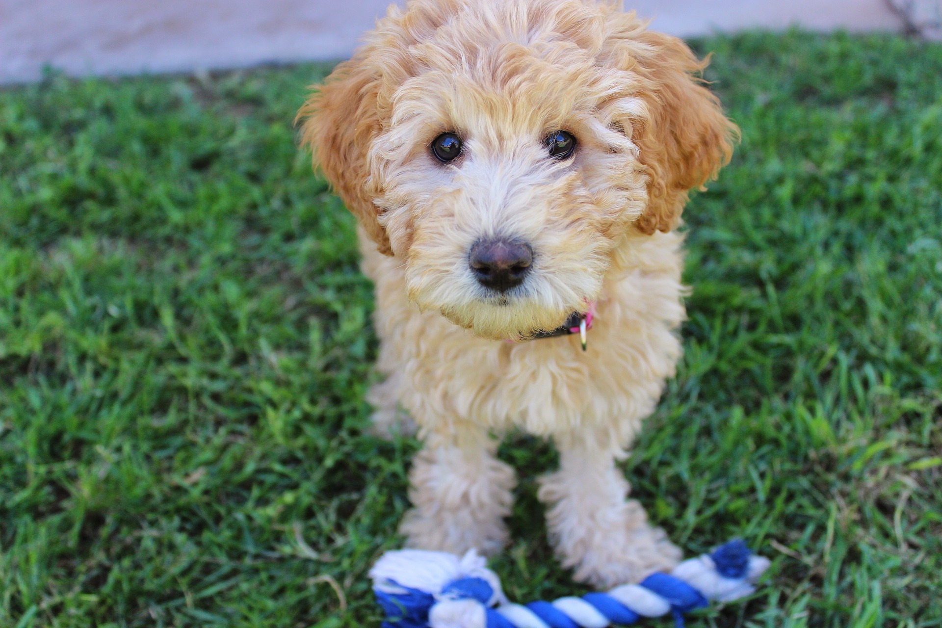 Im Gegensatz zu einer falschen Annahme sind Labradoodles keine Hunde für Allergiker. Es ist nicht die Fellart, die allergisch macht, sondern der Speichel und die tierischen Ausscheidungen. Vor dem Kauf eines Hundes soll man immer prüfen, wie man auf ihn reagiert.