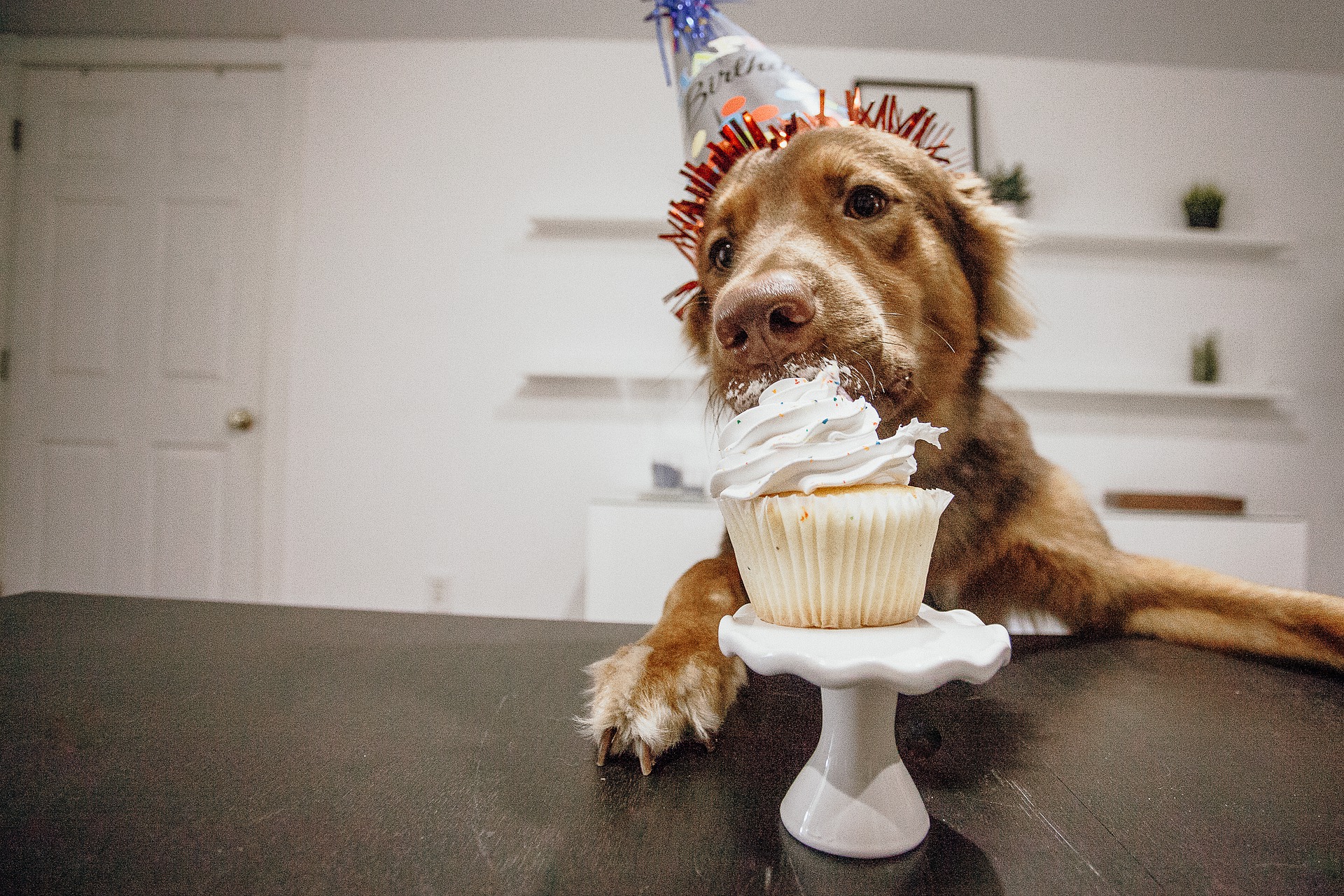 Ein Hundekuchen sollte in erster Linie gesund sein. Er darf keine für Hunde gefährlichen Produkte wie Zwiebeln, Knoblauch, Schokolade, Karamell, Kakao, Avocado und andere enthalten.