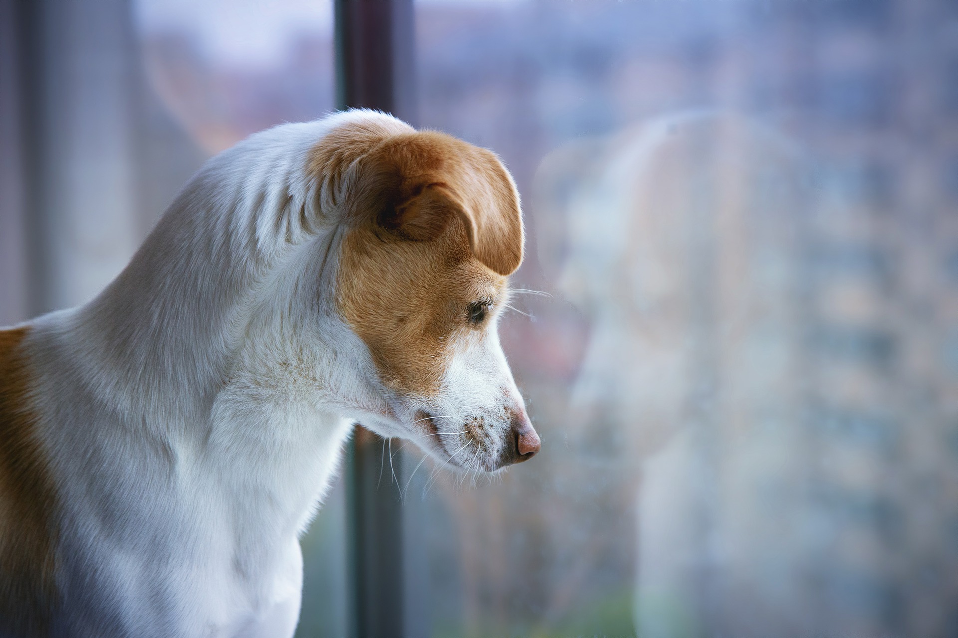 Die Aufzucht eines Hundes sollte in erster Linie auf einer positiven Verstärkung beruhen. Aversive Methoden und Schelten des Hundes werden nicht empfohlen.