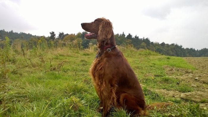 Irish Setter bei Sonnenuntergang