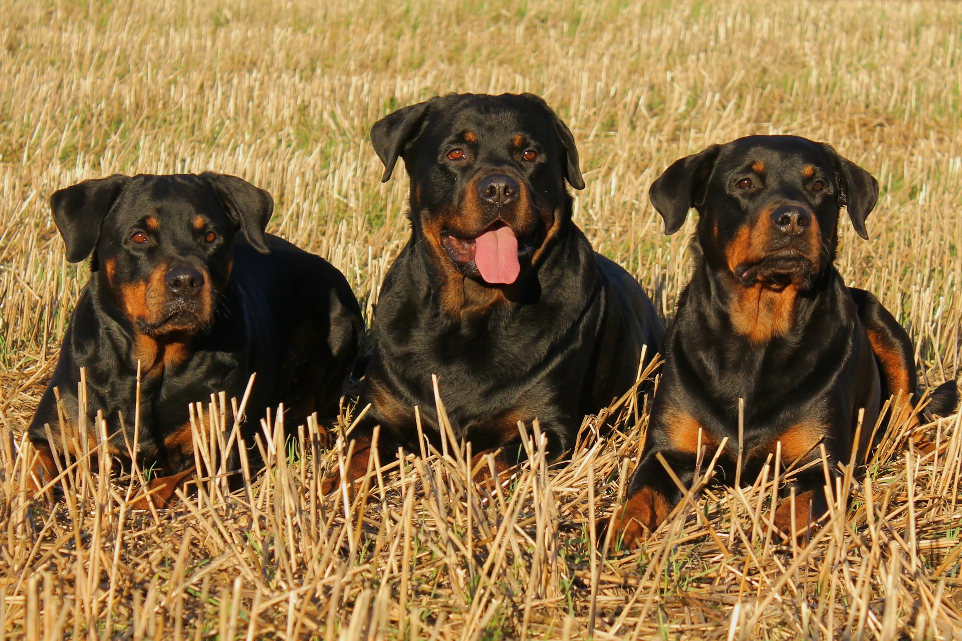 Bei schlechter Ernährung neigen Rottweiler zu Übergewicht und damit zu Übergewicht. Hunde dieser Rasse brauchen eine große Portion Bewegung.