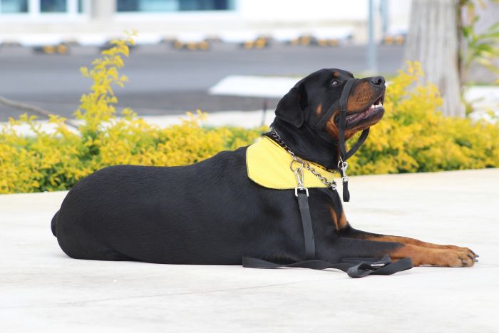 Rottwailer mit gelbem Taschentuch