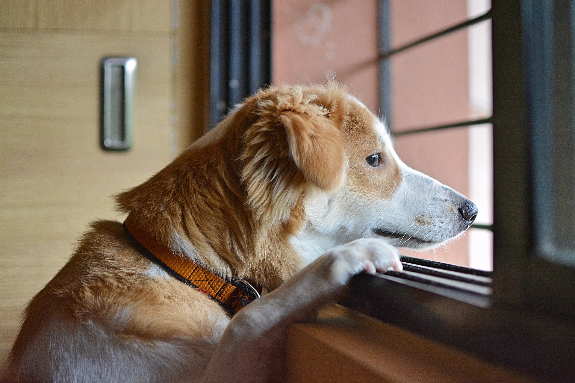 Mangelnde Sozialisierung ist eine der Hauptursachen für Trennungsangst bei Hunden. Diese Angst ist so gefährlich, dass sie Hunde daran hindert, geistig und körperlich völlig gesund zu sein.