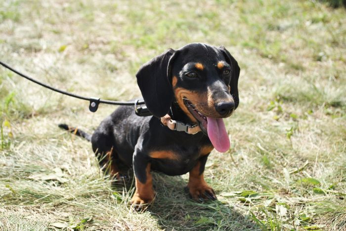 Dachshund (Dackel)