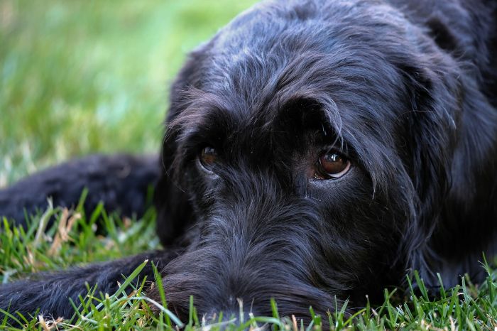 Schwarzer Schnauzer