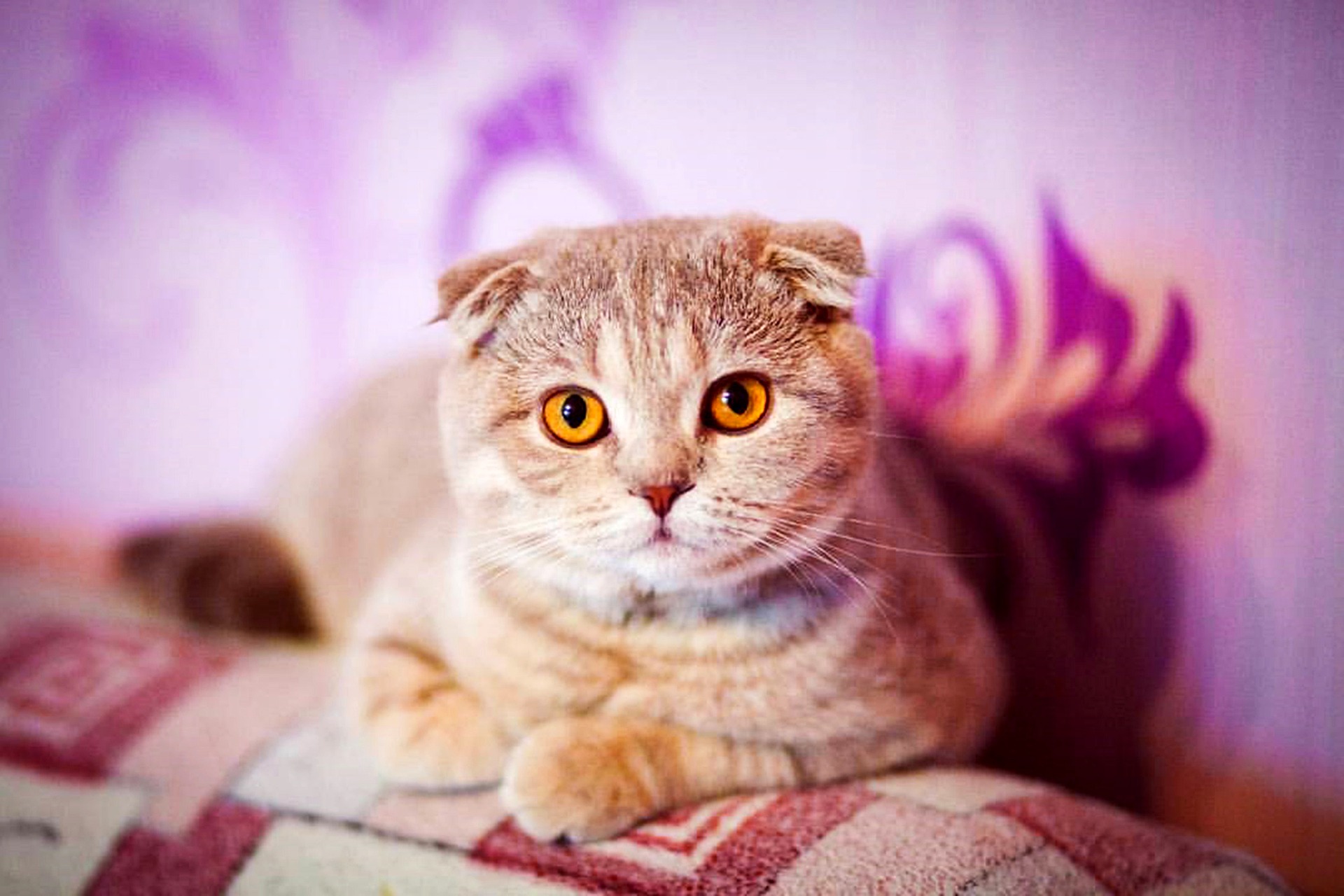 Katzen mit Hängeohren neigen dazu, an Gewicht zuzunehmen. Es ist sehr wichtig, sie je nach Aktivitätsgrad richtig zu essen.