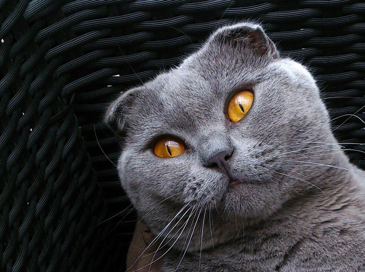 Die Scottish Fold wird schnell an Familienmitglieder gebunden.
