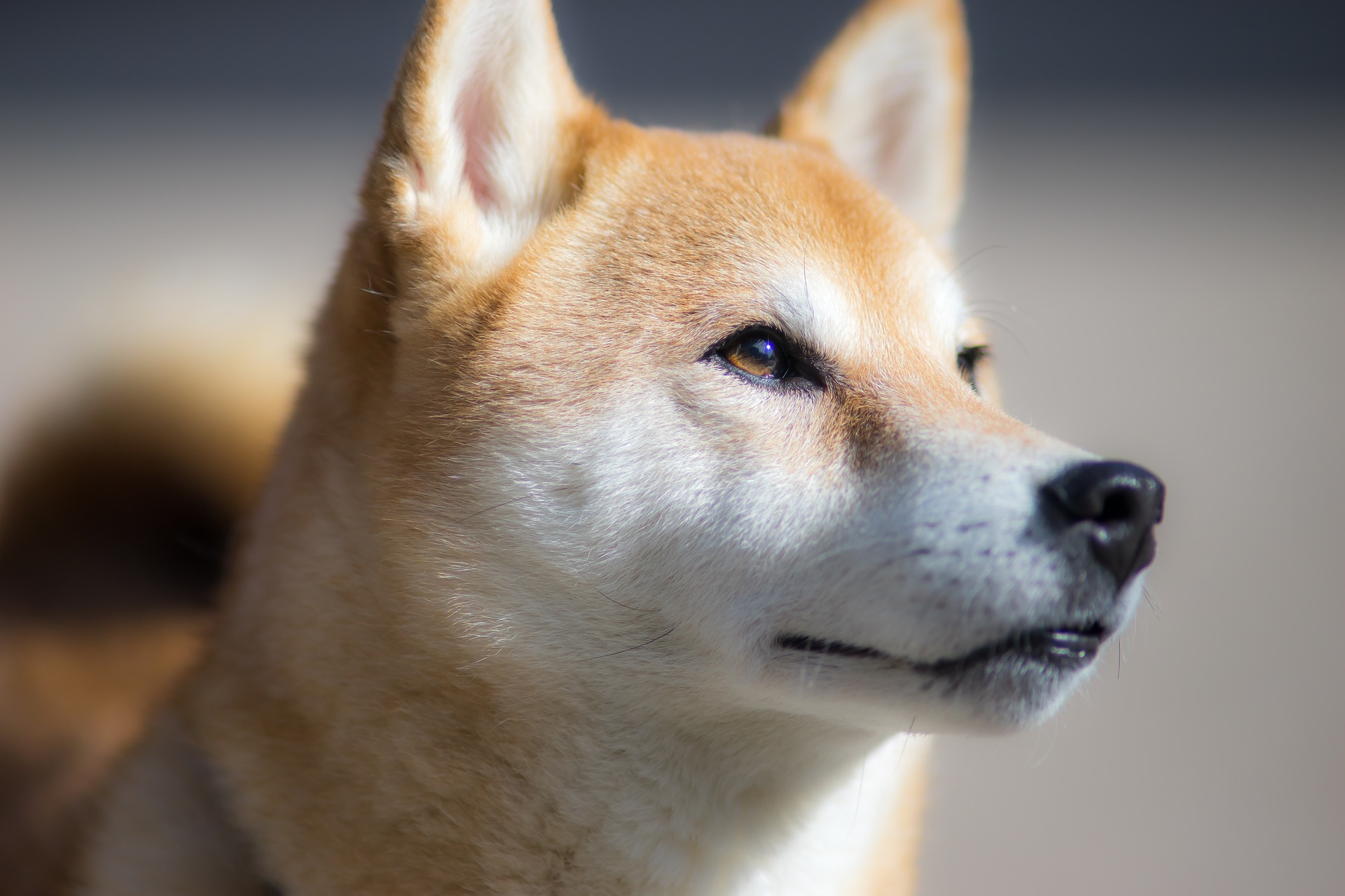 Der Shiba Inu hat keine besondere Veranlagung für Krankheiten und erfreut sich im Allgemeinen bis ins hohe Alter guter Gesundheit und Fitness.