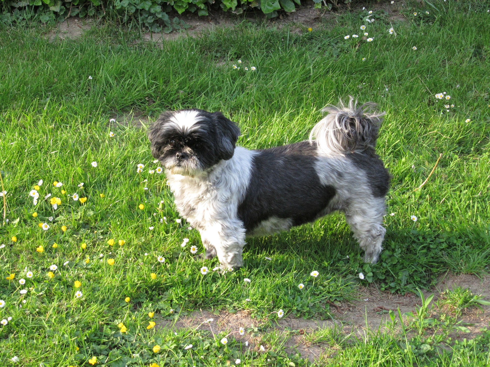 Shih Tzu gehören zu den kleinen Hunderassen mit einem langen und dichten Fell. Aufgrund ihrer Schädelstruktur sind sie sehr anfällig für Zahnsteinbildung, Tränenkanalprobleme und Atemprobleme.