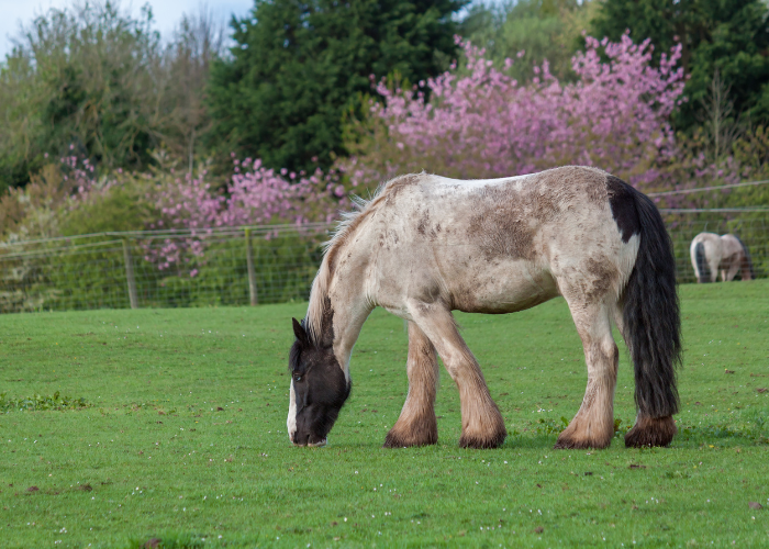 Shire Horse auf der Weide