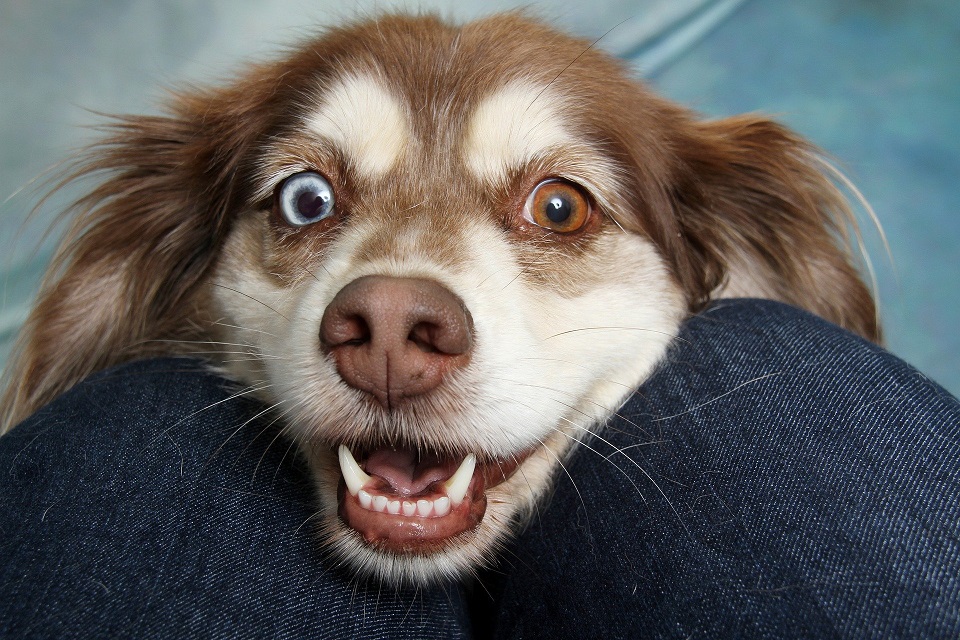 Wie sieht Ihr Hund?