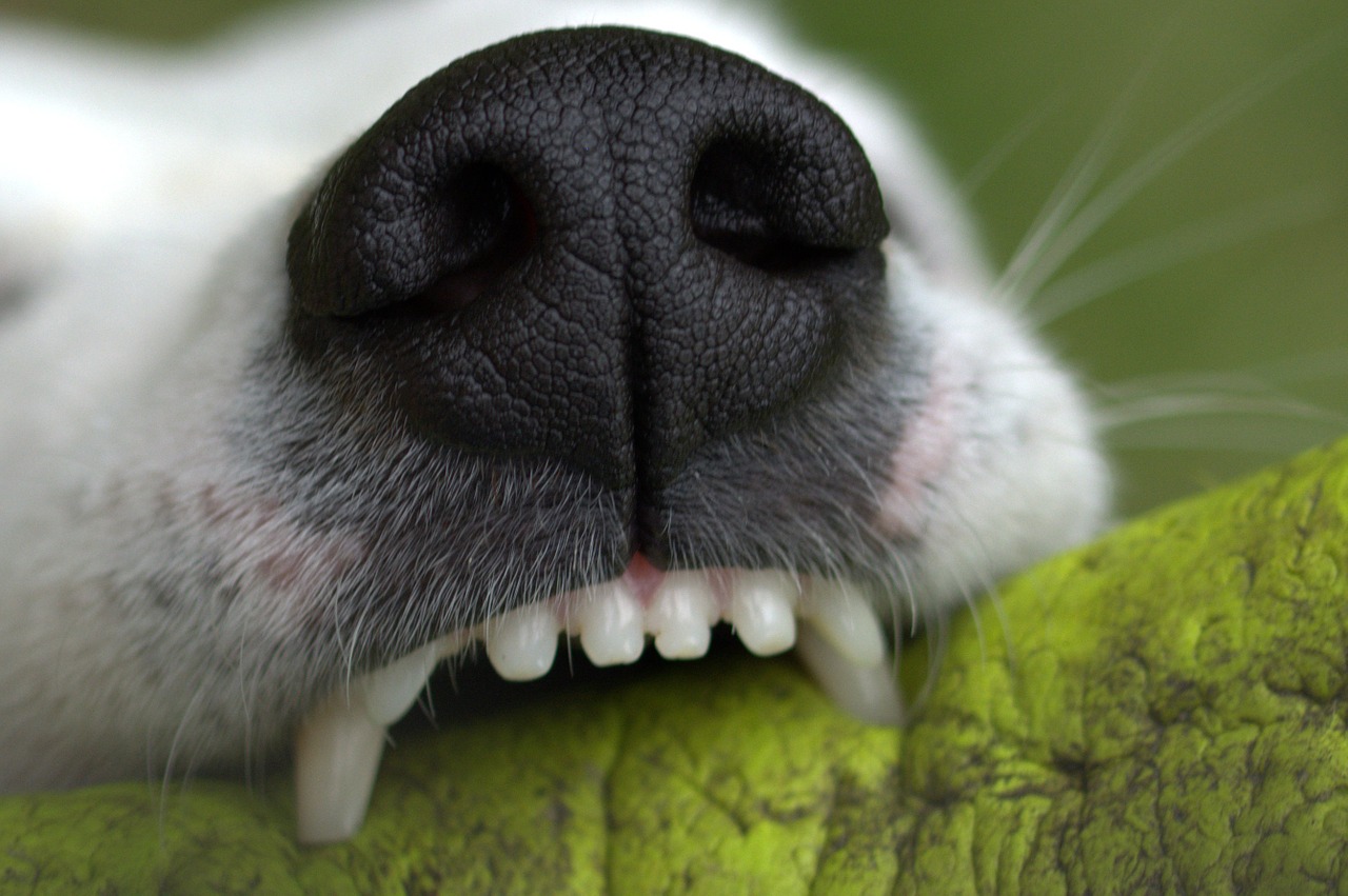 Der Hund steckt seine Zähne in den Beißring. Der Druck auf die Kiefer des Hundes ist sehr hoch, daher ist es am besten, ihn in jungen Jahren auf die richtigen Objekte zu konzentrieren.