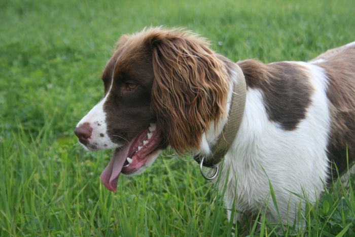 Springer Spaniel auf dem Gras.