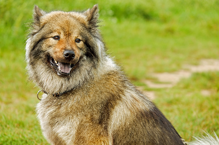 Stachelhalsband für einen Hund - alles rund um ein Halsband.