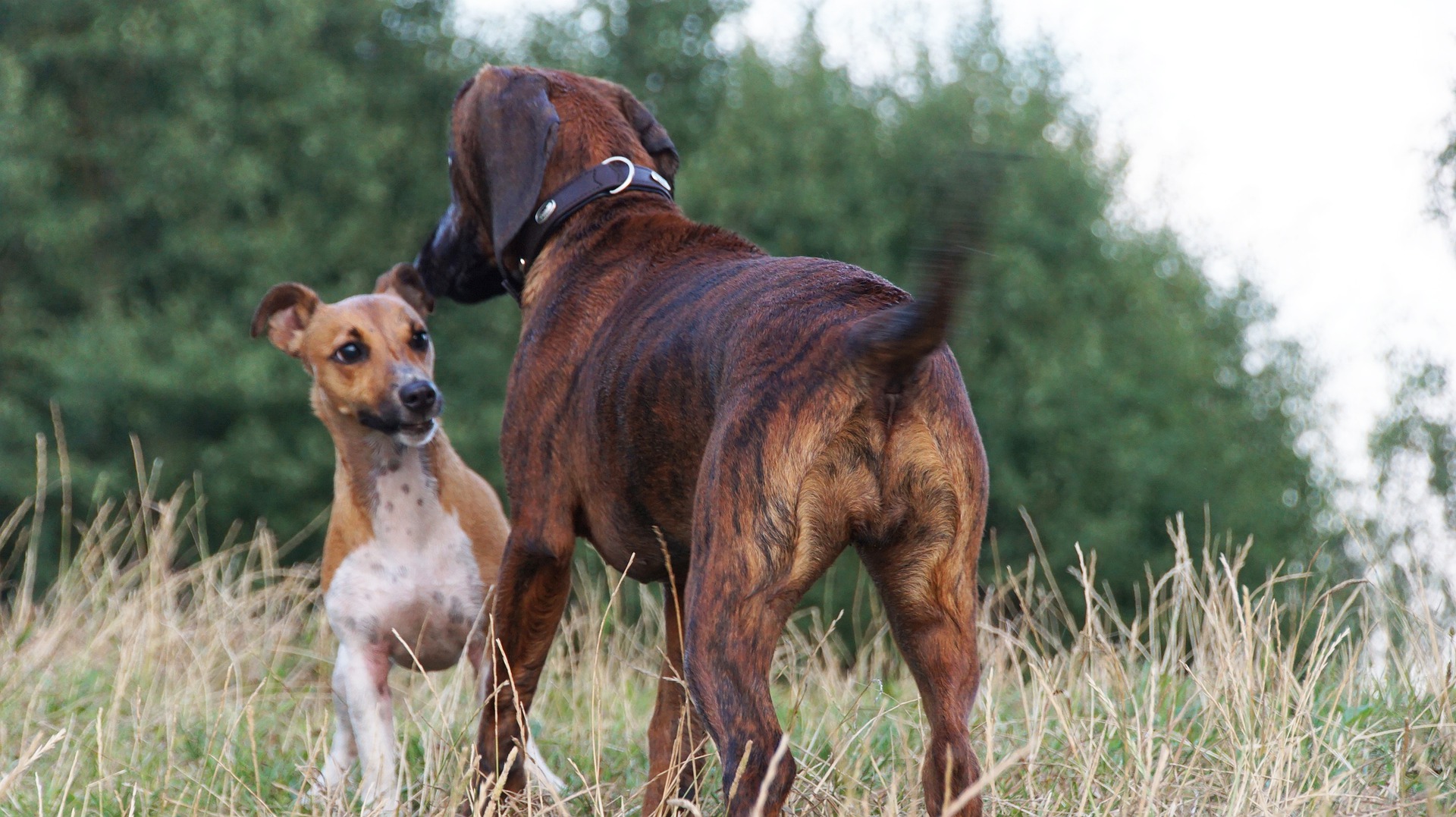 Es ist eine gute Idee, mit Ihrem Haustier einen Kindergarten für Hunde zu besuchen, in dem unter Aufsicht eines ausgebildeten Trainers mit anderen Welpen gespielt wird.