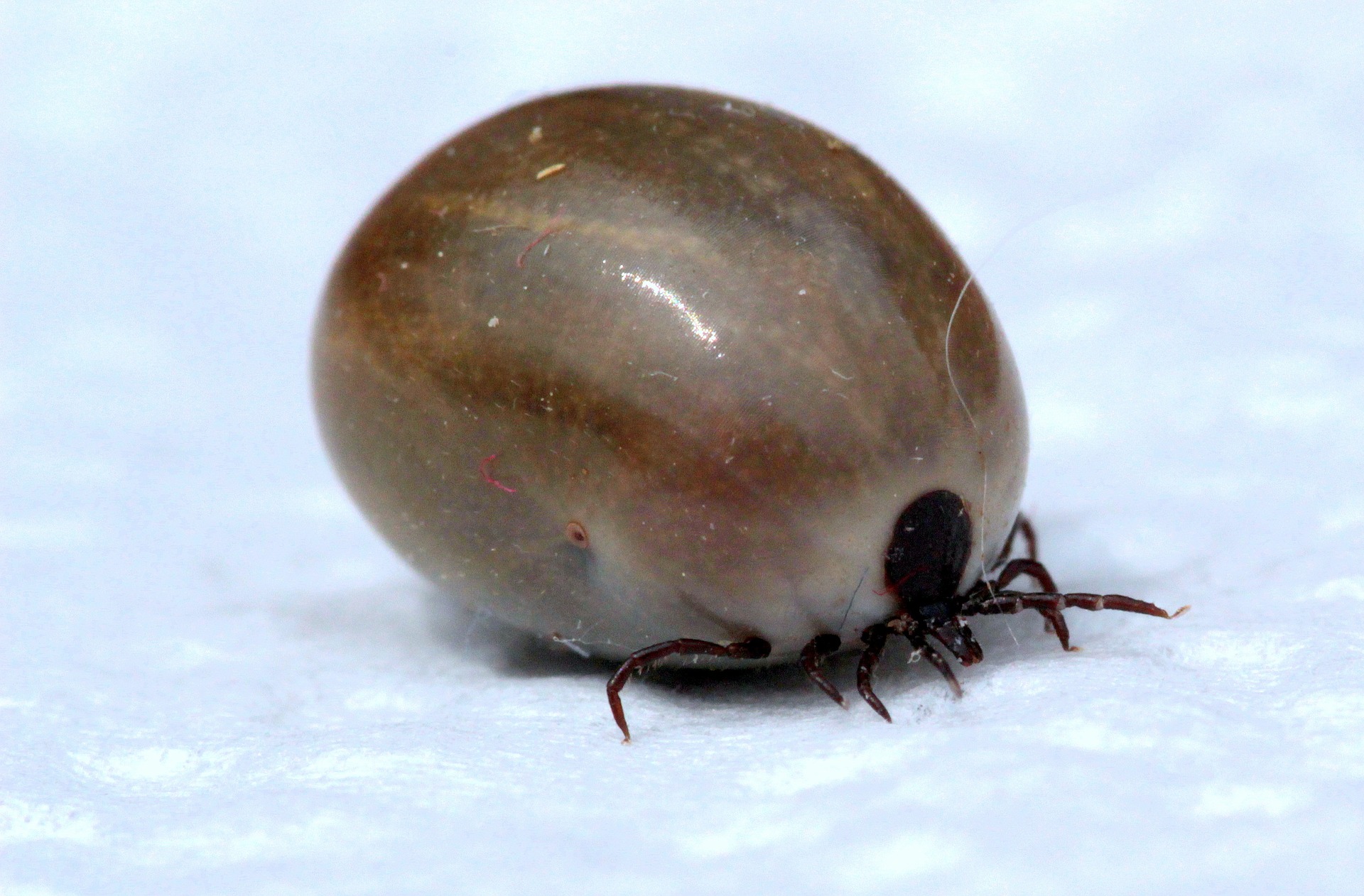 Zecken übertragen gefährliche, sogar tödliche Krankheiten, sowohl für Tiere als auch für Menschen. Schützen Sie sich, Ihren Hund oder Ihre Katze. Die Lyme-Borreliose ist für den Menschen am gefährlichsten und die Babesiose für Hunde.