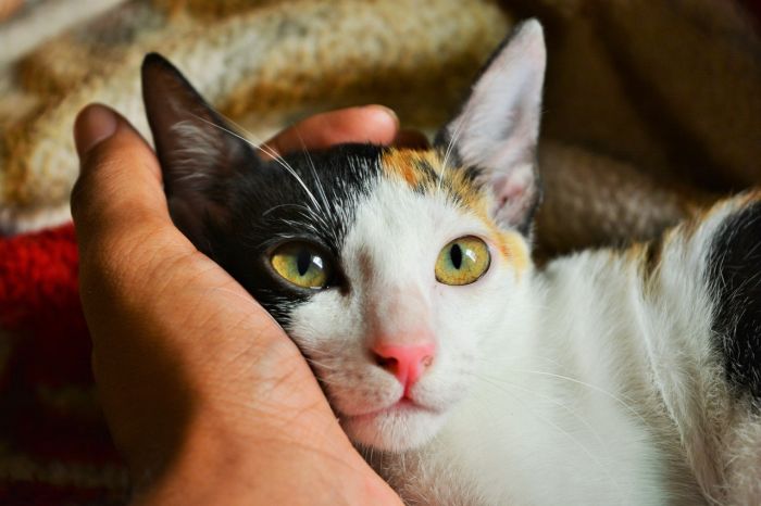 Umarmte Katze.
