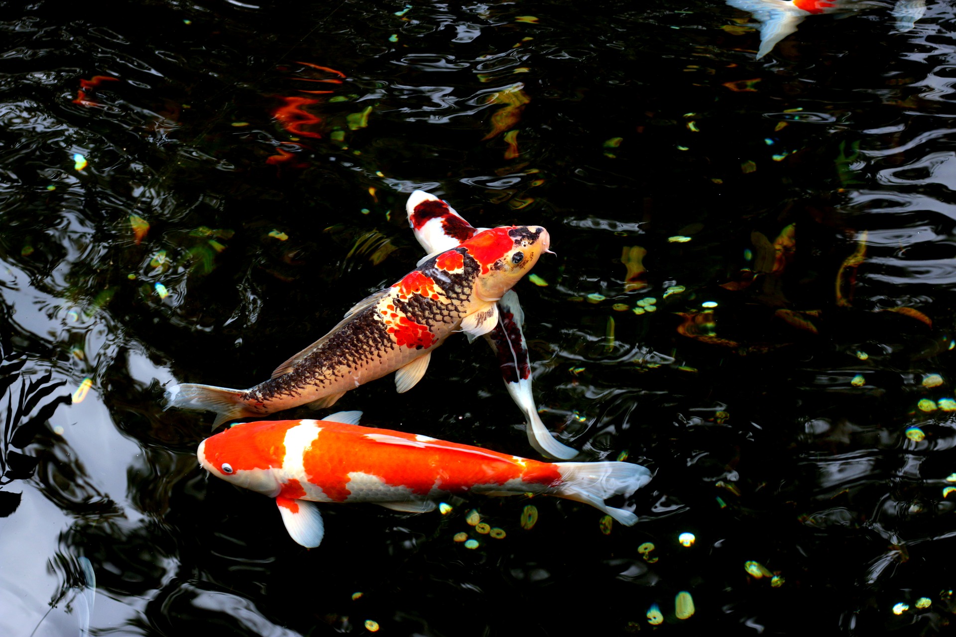 Die Fische im Teich erhöhen ihren Wert. Die besten Fische sind ruhig, klein und wetterbeständig in Polen.