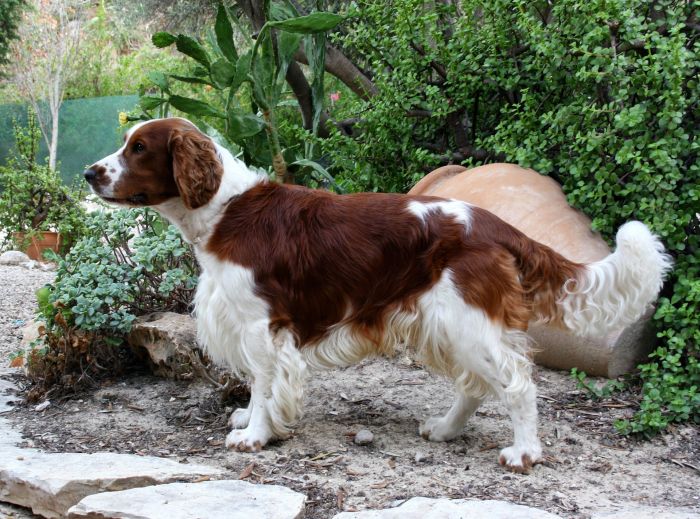 Springer Spaniel im Profil.