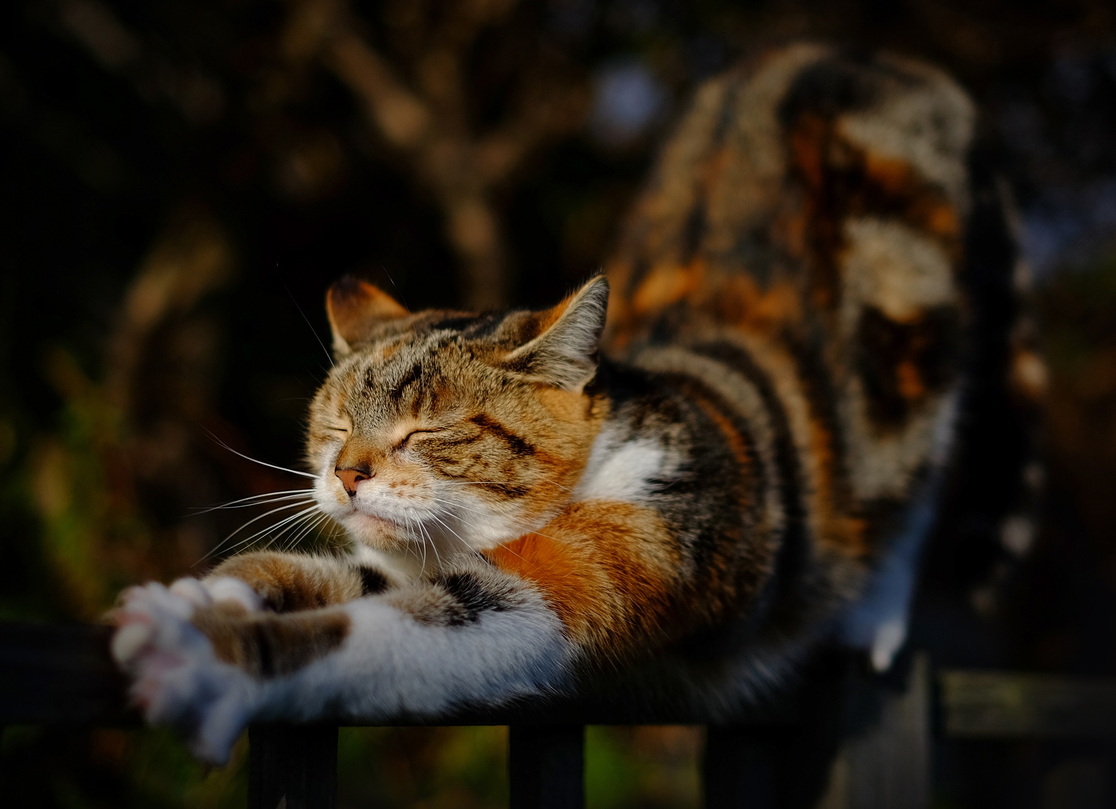 Die Schildpattkatze erstreckt sich über den Zaun. Es ist anfällig für Stürze und andere Gefahren.