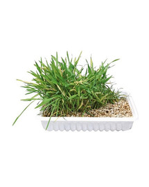 TRIXIE Katzengras, Schale 130g