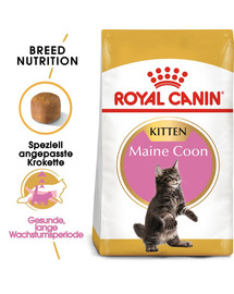 ROYAL CANIN Maine Coon Kittenfutter trocken für Kätzchen 400 g