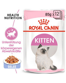 ROYAL CANIN KITTEN Nassfutter in Gelee für Kätzchen 12 x 85 g