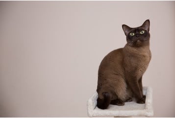 Burma-Katzen waren an der Entstehung vieler anderer berühmter Katzenrassen beteiligt.