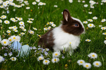 welche Arten von Zwergkaninchen gibt es?