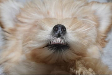 Ersatz von Zähnen bei einem Hund