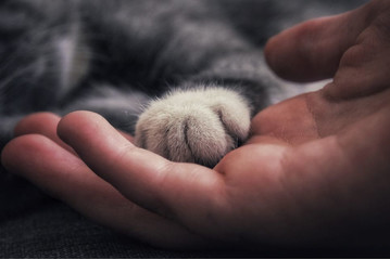 Warum schnurren Katzen?