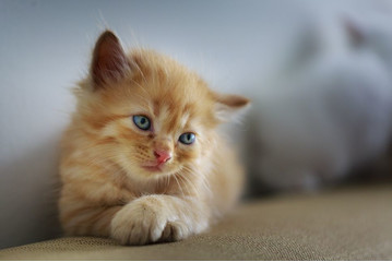 Depression bei der Katze kann verschiedene Ursachen haben. Unter anderem manifestiert sich der Zustand als Apathie und Appetitlosigkeit.