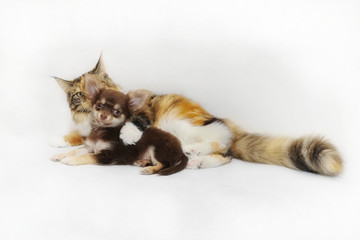 Ein Hund und eine Katze, die in Harmonie unter einem Dach leben, ist eine mögliche Kombination. Es erfordert jedoch eine gute Vorbereitung und Sozialisierung.