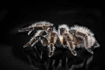 Welche Spinne ist am besten für die Heimzucht geeignet?