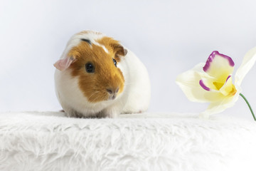 Das Meerschweinchen frisst hauptsächlich Trockenfutter sowie frische Pflanzen und Gemüse. Es ist wichtig daran zu denken, sie mit frischem Wasser zu versorgen.