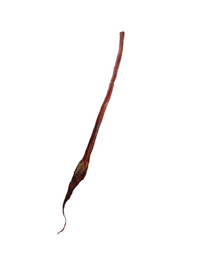 MACED Ganzer Rinderpenis 70 cm