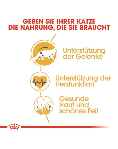 ROYAL CANIN Maine Coon Adult Katzenfutter trocken 10 kg
