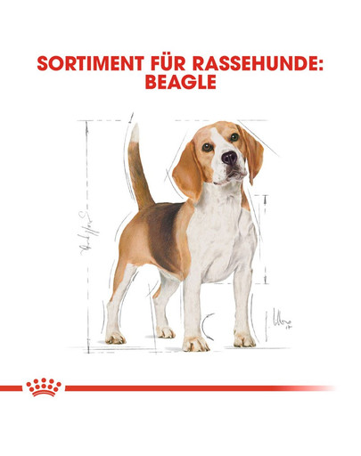 ROYAL CANIN Beagle Adult Hundefutter trocken 12 kg