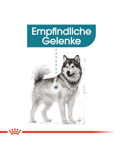 ROYAL CANIN JOINT CARE MAXI Trockenfutter für große Hunde mit empfindlichen Gelenken 10 kg