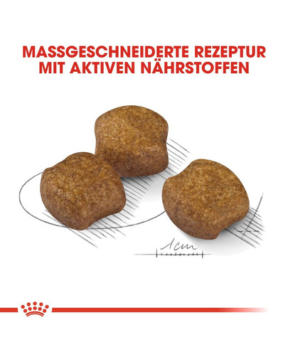 ROYAL CANIN DENTAL CARE MEDIUM Trockenfutter für mittelgroße Hunde mit empfindlichen Zähnen 10 kg