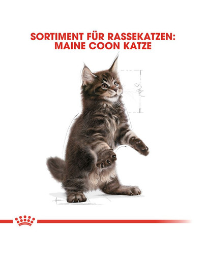 ROYAL CANIN Maine Coon Kittenfutter trocken für Kätzchen 10 kg