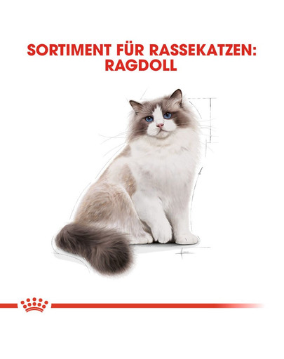 ROYAL CANIN Ragdoll Adult Katzenfutter trocken 2 kg