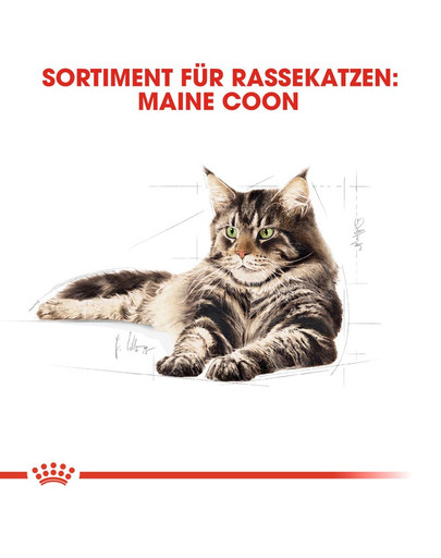 ROYAL CANIN Maine Coon Adult Katzenfutter nass 12 x 85 g