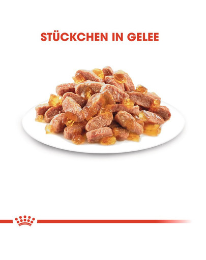 ROYAL CANIN KITTEN Nassfutter in Gelee für Kätzchen 85 g